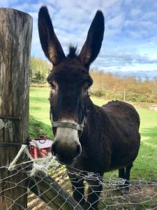 Animais no hotel-fazenda rural ou nos arredores