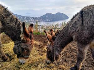 Dýr á gistiheimilinu eða í nágrenninu
