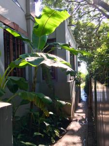 a banana tree in front of a building at Los Tarcos Guest House in San Salvador de Jujuy