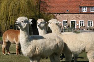 a group of llamas standing in a field at Ferienapartment Alpakas am Schloss in Hamminkeln