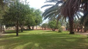 een park met palmbomen en een grasveld bij Koha Guesthouse in Mariental
