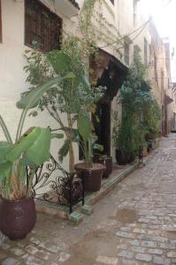 a group of potted plants sitting on a street at Riad Lahboul in Meknès