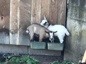 Állatok az apartmanban vagy a közelben