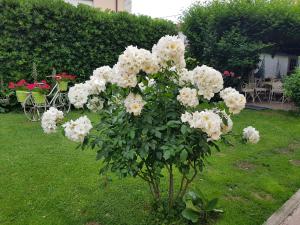 Zahrada ubytování Guest house Il Giardino in Città
