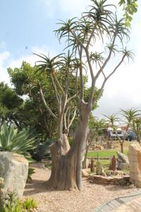 a group of palm trees in a garden at Aloe Ridge in Mossel Bay