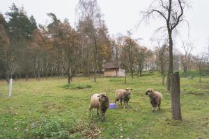 Zvířata v prázdninového domu nebo okolí