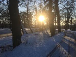 le soleil brillant à travers les arbres dans la neige dans l'établissement Gasthof Zur Friedenseiche, à Lohsa