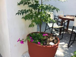 a plant in a pot next to a wall at Traditional Detached House in Spetses