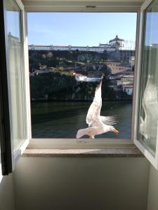 un gabbiano che vola davanti a una finestra di Red House By The River a Porto