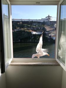 a seagull flying in front of a window at Red House By The River in Porto
