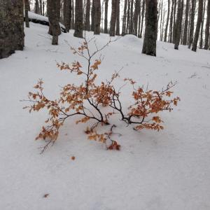 Appartamenti la Castagna v zime