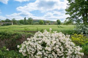Ein paar weiße Blumen im Garten in der Unterkunft Kingfisher Cottage in Winchcombe