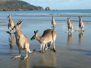 um grupo de cangurus numa praia em Seaforth Holiday Units em Seaforth