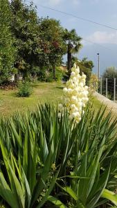 A garden outside Flora