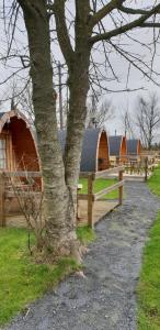a wooded area with a wooden fence and trees at Glamping at Treegrove in Kilkenny