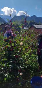 a woman standing next to a tree with cherries on it at Fengnan Tianzhuang Homestay in Fuli