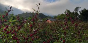 a field of plants with a house in the background at Fengnan Tianzhuang Homestay in Fuli