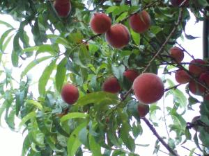 Ein Haufen Äpfel hängt an einem Baum in der Unterkunft Mitschighof - Apartments und Pension - Heidis-Welt, Mitschig in Hermagor