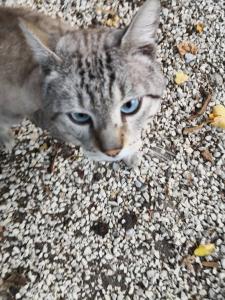 a cat with blue eyes laying on the ground at Romitorio di Castiglione del Lago in Pozzuolo