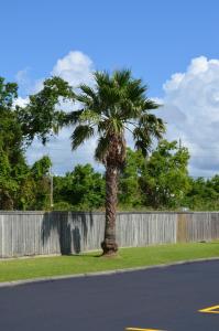 a palm tree in the grass next to a fence at Economy Inn New Orleans in New Orleans