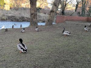 a group of ducks sitting on the grass near the water at Duck Cottage in Thirsk