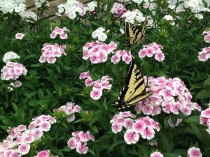 a butterfly is sitting on some pink flowers at Billingsley Creek in Hagerman
