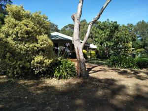 a tree sitting in the middle of a yard at Margaret House in Margaret River Town