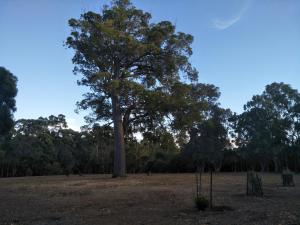a large tree in the middle of a field at Margaret House in Margaret River Town +2 photos