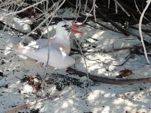 un pájaro blanco con un pico rojo parado en la nieve en Hôtel Safari Vezo Anakao, en Anakao
