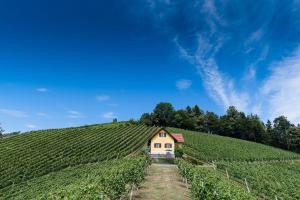 ein kleines Haus auf einem Hügel mit Reben in der Unterkunft Ferienhaus Weingut Bauer in Gamlitz