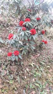 Giardino di Vamoose Soshing Homestay