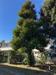 A garden outside Gelso
