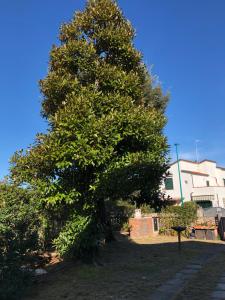 A garden outside Gelso