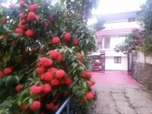 Afbeelding uit fotogalerij van Mount Spring Valley Homestay in Thekkady