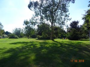 a tree in the middle of a grass field at La ferme aux chats in Formigny