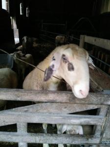 Tiere in der Ferienwohnung oder in der Nähe