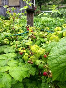 Ein Garten an der Unterkunft Ferienhof Schelchen