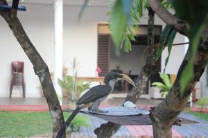 a bird sitting on a table in a tree at Miheen Hotel & Resort - Anuradhapura in Mihintale