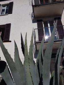 un grande cactus verde di fronte a un edificio di Flora a Moltrasio