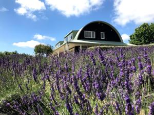 dom w środku pola fioletowych kwiatów w obiekcie Lavender Hill w mieście Riverhead