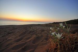 a beach with flowers in the sand at sunset at Hotel Corsaro Nero in Portu Maga