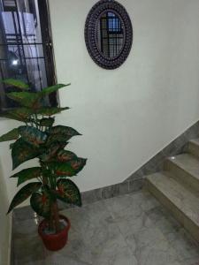 une plante dans un pot à côté d'un mur avec miroir dans l'établissement Rehaish Inn Furnished Rental Accommodation, à Karachi