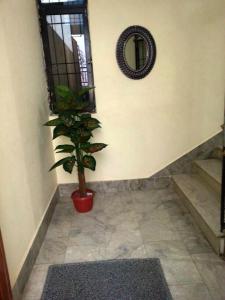 a plant in a room with a mirror and stairs at Rehaish Inn Furnished Rental Accommodation in Karachi