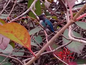 a blue bird perched on top of a tree branch at Casa Orlairis y Chichi in Playa Larga