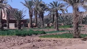 un patio con palmeras y una casa en Gite porte oasis, en Er Rachidia