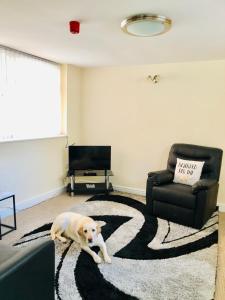 a dog laying on a rug in a living room at The Winter Garden Suites in Blackpool