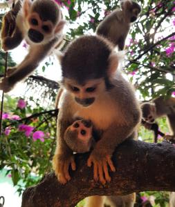 um grupo de macacos sentados num galho de árvore em Balneario Chorillano em Villavicencio