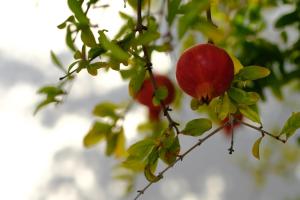 dos manzanas colgando de una rama de árbol en La Posidonia en Rodalquilar