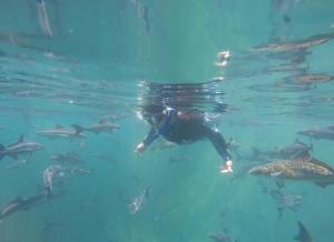 una persona nadando en el agua con un grupo de tiburones en Villa Adria, en Ilhabela