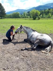 Altri animali domestici presso l'appartamento o nei dintorni